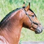 Urrante Interagro/Interagro Lusitanos