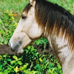 Urussuí Interagro/Interagro Lusitanos