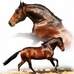 Vistor Interagro/Johnny Duarte