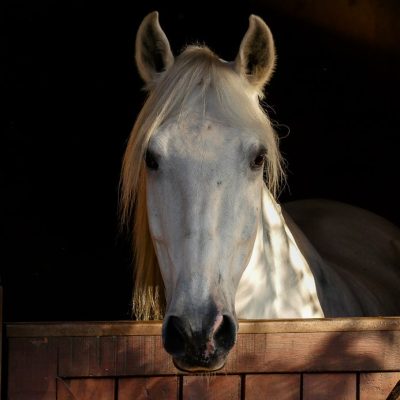 Xador Interagro/Interagro Lusitanos