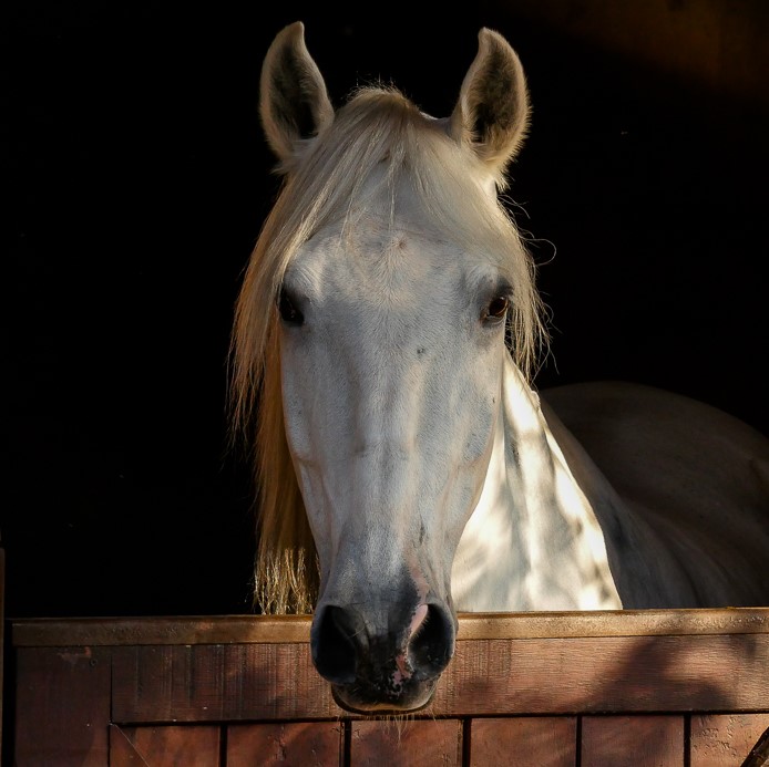 Xador Interagro/Interagro Lusitanos