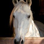 Xador Interagro/Interagro Lusitanos