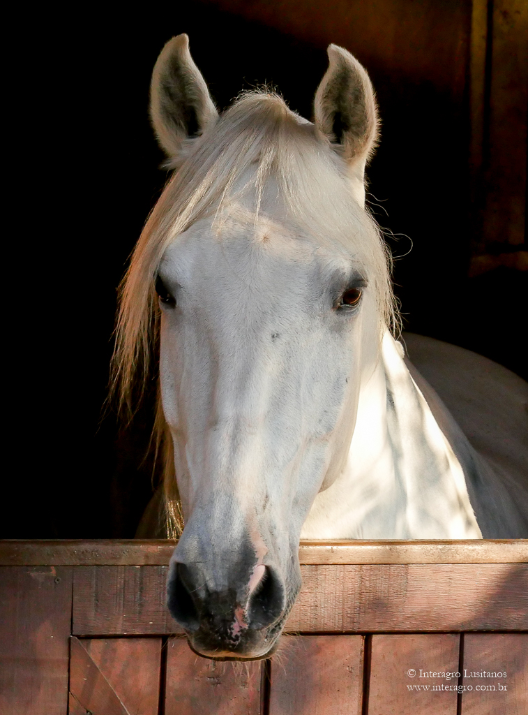 Xador Interagro/Interagro Lusitanos