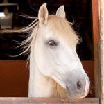 Xador Interagro/Interagro Lusitanos