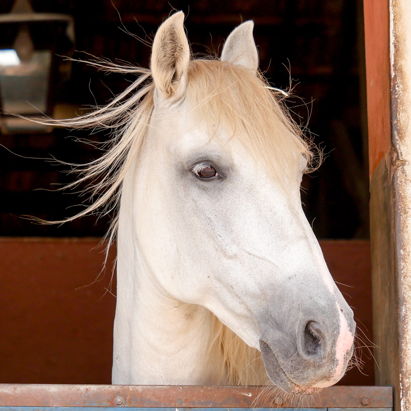 Xador Interagro/Interagro Lusitanos
