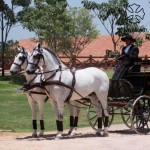 Xilógrafo Interagro (left) & Xador Interagro (right)