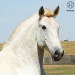 Xelita Interagro/Interagro Lusitanos