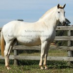 Xelita Interagro/Interagro Lusitanos