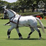 Xilógrafo Interagro/Interagro Lusitanos