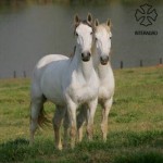 Xilógrafo Interagro (left) & Xador Interagro (right)