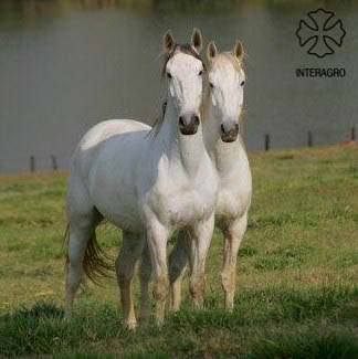 Xilógrafo Interagro (left) & Xador Interagro (right)