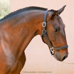 Zaragoza Interagro/Interagro Lusitanos