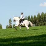 FEI Grand Prix Lusitano Stallion Zepelim Interagro