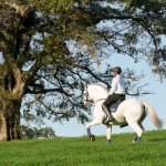 FEI Grand Prix Lusitano Stallion Zepelim Interagro