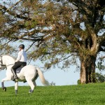 FEI Grand Prix Lusitano Stallion Zepelim Interagro