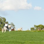 FEI Grand Prix Lusitano Stallion Zepelim Interagro