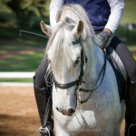 Zepelim Interagro/Interagro Lusitanos