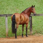 Zigurate Interagro/Interagro Lusitanos