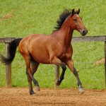 Zigurate Interagro/Interagro Lusitanos