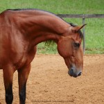 Zigurate Interagro/Interagro Lusitanos