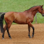 Zigurate Interagro/Interagro Lusitanos