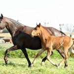 Abdera Interagro/Interagro Lusitanos