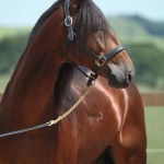 Cyrano Interagro/TUPA