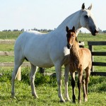 Esfinge Interagro/Interagro Lusitanos
