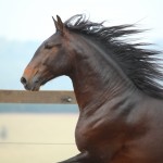 Estradeiro Interagro/TUPA