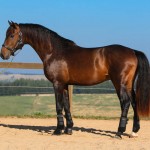 Ímpio Interagro, bay Lusitano gelding for sale. Photo:TUPA