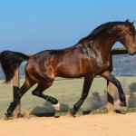 Ímpio Interagro, bay Lusitano gelding for sale. Photo:TUPA