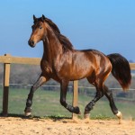Ímpio Interagro, bay Lusitano gelding for sale. Photo:TUPA
