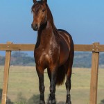 Ímpio Interagro, bay Lusitano gelding for sale. Photo:TUPA