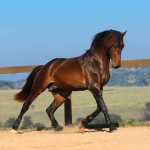 Ímpio Interagro, bay Lusitano gelding for sale. Photo:TUPA
