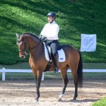 Ímpio Interagro, bay Lusitano gelding for sale. Photo: IInteragro Lusitanos