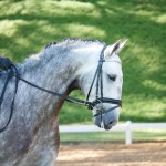 Edmar Brito & Indus Interagro/Interagro Lusitanos