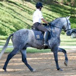Indus Interagro/Interagro Lusitanos