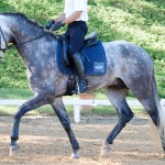 Indus Interagro/Interagro Lusitanos