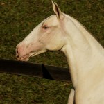 Jasmim Interagro/TUPA