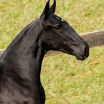 Letrada Interagro/TUPA