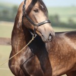 Durango Interagro/TUPA