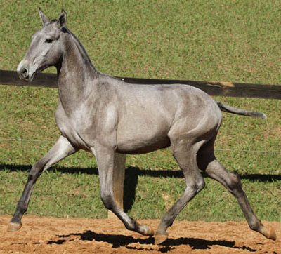 Lot 12b - Horus Interagro