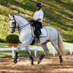 Hanibal Interagro, grey Lusitano stallion. Photo: Interagro Lusitanos
