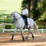 Hanibal Interagro, grey Lusitano stallion. Photo: Interagro Lusitanos