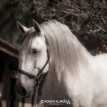 Hanibal Interagro, grey Lusitano stallion. Photo: Fagner Almeida