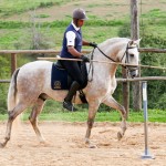 Hanibal Interagro, grey Lusitano stallion. Photo: Interagro Lusitanos
