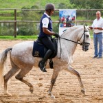 Hanibal Interagro, grey Lusitano stallion. Photo: Interagro Lusitanos