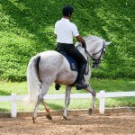 Hanibal Interagro, grey Lusitano stallion. Photo: Interagro Lusitanos