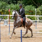 Hanibal Interagro, grey Lusitano stallion. Photo: Interagro Lusitanos