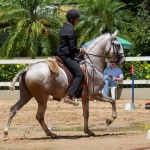 Hanibal Interagro, grey Lusitano stallion. Photo: Interagro Lusitanos